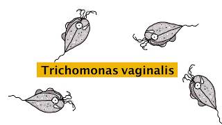 trichomonas vaginalis  شرح بسيط [upl. by Althea]