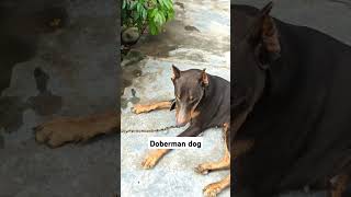 doberman pinscher guard dog doberman pinscher dogs Shorts [upl. by Enetsirk758]