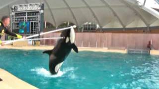 24 Loro Parque Orcas beim Training März 2009  Video [upl. by Wheelwright]