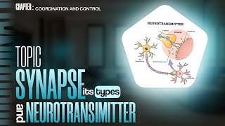 Synapse  Neurotransmitters  Classification of synapse  Nervous system [upl. by Harri988]