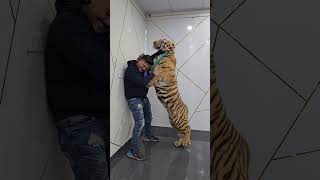 Bengal Tiger Wants to Bite on My Neck  Nouman Hassan [upl. by Gabie]