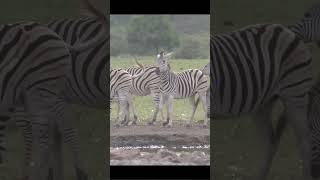 Wild Africa Zebras [upl. by Malek]