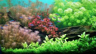 SIMPLE PLANTED AQUARIUM SETUP [upl. by Annahsal]