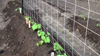 Growing Cucumbers Vertically [upl. by Vinson]