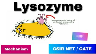 Lysozyme enzyme in Hindi  History Mode of action amp Mechanism [upl. by Koran284]