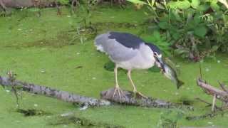 MVI1246 Black Crowned Night Heron Napa Beaver Dam fishing [upl. by Restivo861]