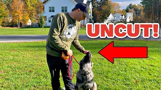 How to train a German Shepherd Puppy Obedience No Editing [upl. by Halona181]