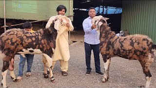 Huge Height Big Size Gujri Goats At Aabis Goats  Al Yum Goat Farm New Mumbai [upl. by Oakley]