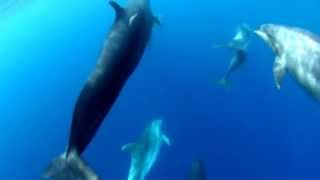 False killer whales associating with bottlenose dolphins [upl. by Flip]