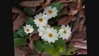 Iranian Folklor Music Ghole Pamchal by  Bijan Bijani [upl. by Vincents788]