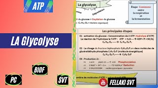 la GLYCOLYSE ATPBIOF [upl. by Andres546]