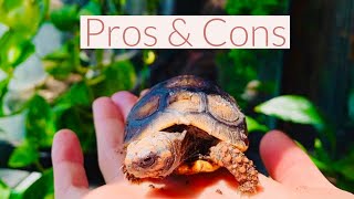 Red Footed Tortoise Pros amp Cons [upl. by Lleznod]