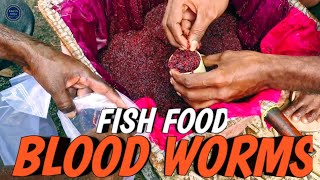 bloodworms  bloodworm fish food  fish food bloodworm  natural fish food  bloodworm culture [upl. by Zertnom]