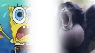 Spongebob screaming gibbon monkey [upl. by Lucho]