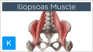 Iliopsoas Muscle Action  Function Anatomy amp Innervation  Human Anatomy  Kenhub [upl. by Bartosch]