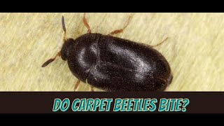 Do Carpet Beetles Bite😃Learn the truth in this 1 minute Summary 😃 shorts [upl. by Aisela]