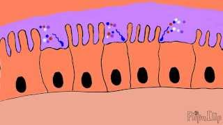 Mechanism of cholera toxin [upl. by Rubina]