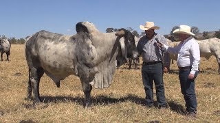 La única raza de ganado reconocida como mexicana El Sardo Negro [upl. by Reseta]