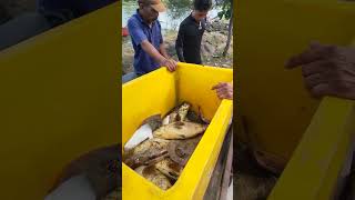 amazing catching lots of big grouper fish [upl. by Nibla]