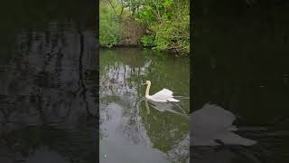 White Swan racing down the river  Relaxing nature sounds swan naturesounds ASMR [upl. by Heintz]