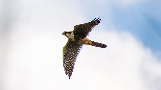 Falcão de coleira atacando um suposto rival dentro do seu território [upl. by Clywd198]