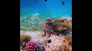 Snorkeling Egypt Red Sea Marsa Alam  three corners fayrouz plaza beach resort Marsa Mubarak [upl. by Weitzman]