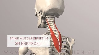 Spine Series 14 Neck Muscles Splenius Colli 3D Animation [upl. by Sivad33]