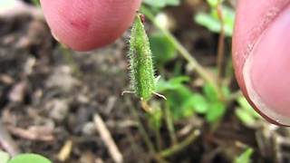 Yellow Woodsorrel Oxalis Stricta Seeds Exploding in Slow Motion [upl. by Wolpert332]