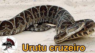 Urutu cruzeiro a serpente brasileira mais perigosa  Biólogo das Serpentes  Biólogo Henrique [upl. by Lorsung]