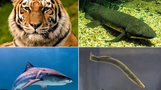 Difference between chordates and vertebrates [upl. by Nilra]