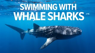 Swimming With Giant Whale Sharks In Stunning Ningaloo Reef Western Australia [upl. by Anirtik]