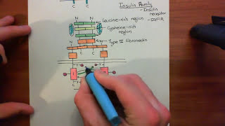 Receptor Tyrosine Kinases Part 4 [upl. by Suoirred742]