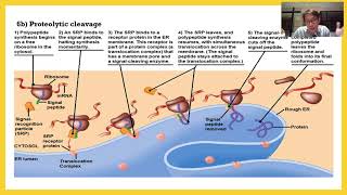 Control Of Eukaryotic Gene Expression 05 Post Translational Control [upl. by Aidyl]