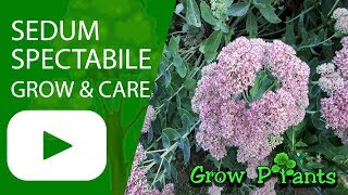 Sedum spectabile  grow and care Hylotelephium spectabile [upl. by Aslin18]