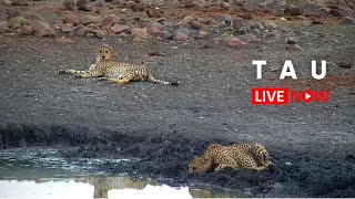 Tau Game Lodge  Wildlife Live Stream – Madikwe [upl. by Elcarim]