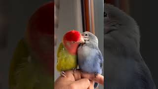 Love Bird lovebirds birds birdsounds birdsongs ytstudio ytshorts viralshorts [upl. by Bruckner468]