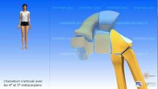 Le poignet Le complexe articulaire du poignet Ostéologie [upl. by Anifares]