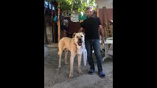 AYI BOĞAN KANGAL KÜKREMESİ  KIZGIN KÖPEK HIRLAMA SESİ Shorts [upl. by Tterab]