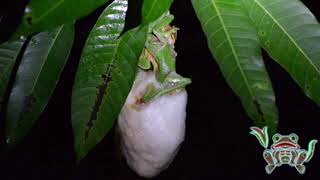 malabar gliding frog rhacophorus malabaricus Mating and nest building [upl. by Aranat]