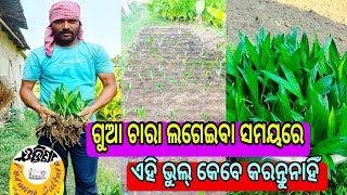 Do not make these mistakes while planting betel nut treeଗୁଆ ଚାରା ଲଗେଇବା ସମୟରେ ଏହି ଭୁଲ୍ କରନ୍ତୁନାହିଁ [upl. by Eicram]