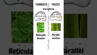 Monocot vs Dicot plants [upl. by Annyrb]