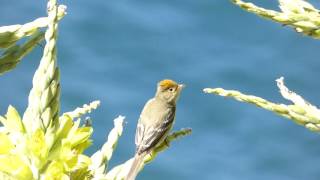 Fio fio Elaenia albiceps chilensis AVES DE CHILE Whitecrested elaenia [upl. by Shue427]