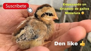 Empezando el criadero de gallos miniatura o kikirikis [upl. by Fredkin]