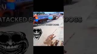 Power of street dogs 💀 shorts viral [upl. by Esimorp854]