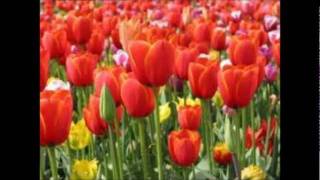 Tulips From Amsterdam BY Johnny Weaver [upl. by Ys]