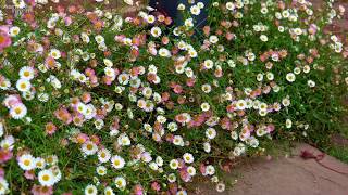 Erigeron karvinskianus Mexican fleabane  Why Sarah Raven Loves This [upl. by Chader231]