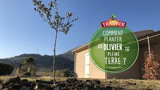 Comment planter un olivier en terre [upl. by Valery626]