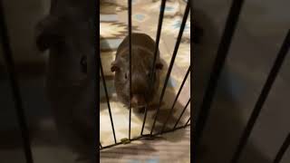 g pig fart guineapigpet funny cute comedy fart farts [upl. by Rumery]