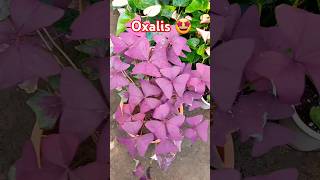 Oxalis 🤩plants shorttranding shorts viralshorts foryou [upl. by Aisinoid]