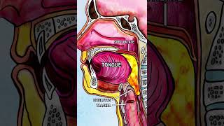 ANATOMY OF SWALLOWING DEGLUTITION anatomy song health animation physiology digestion [upl. by Roz]